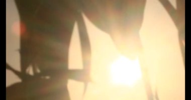 Yaprakların üzerindeki güneş ışığı