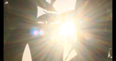 Yaprakların üzerindeki güneş ışığı