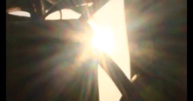 Yaprakların üzerindeki güneş ışığı