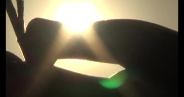 Yaprakların üzerindeki güneş ışığı