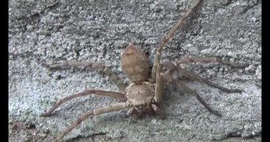 Yaprağın üzerindeki örümcek