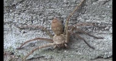 Yaprağın üzerindeki örümcek