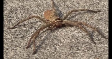 Yaprağın üzerindeki örümcek