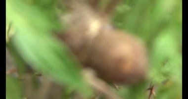 Yaprağın üzerindeki örümcek