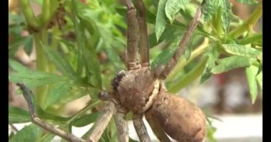 Yaprağın üzerindeki örümcek