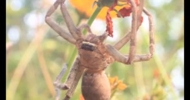 Yaprağın üzerindeki örümcek