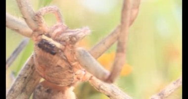 Yaprağın üzerindeki örümcek