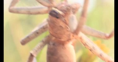 Yaprağın üzerindeki örümcek