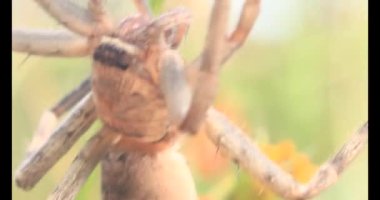 Yaprağın üzerindeki örümcek