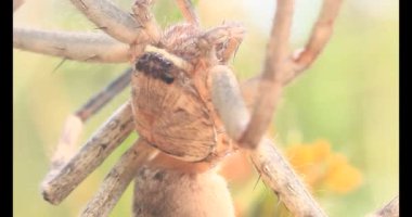 Yaprağın üzerindeki örümcek