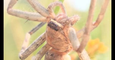 Yaprağın üzerindeki örümcek