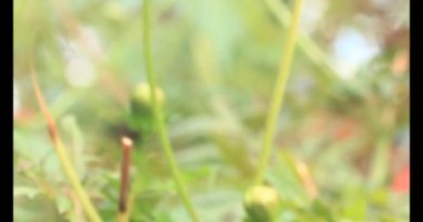 Yaprağın üzerindeki örümcek