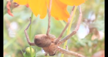 Yaprağın üzerindeki örümcek