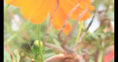 Yaprağın üzerindeki örümcek