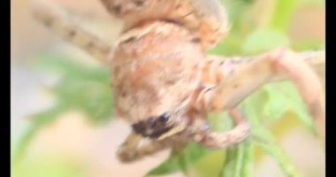 Yaprağın üzerindeki örümcek