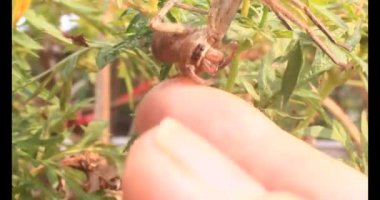 Yaprağın üzerindeki örümcek