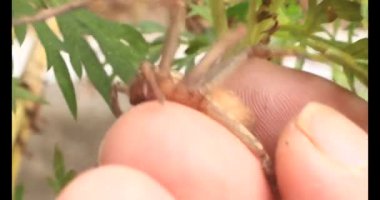 Yaprağın üzerindeki örümcek