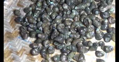 Sepetteki salyangozlar