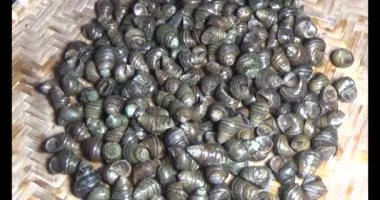 Sepetteki salyangozlar