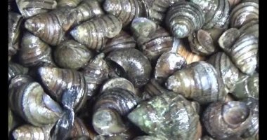 Sepetteki salyangozlar