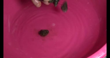 Sepetteki salyangozlar