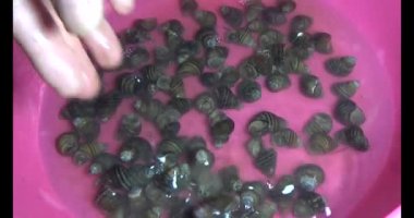 Sepetteki salyangozlar