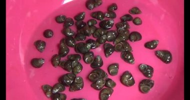 Sepetteki salyangozlar