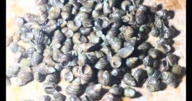 Sepetteki salyangozlar