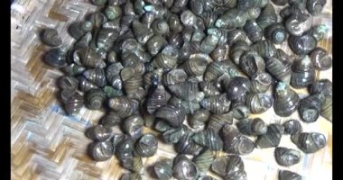 Midyeler ve salyangozlar