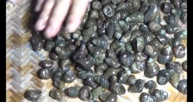 Midyeler ve salyangozlar