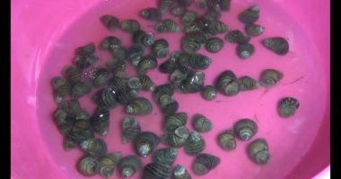 Midyeler ve salyangozlar