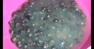 Midyeler ve salyangozlar