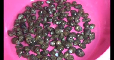 Midyeler ve salyangozlar