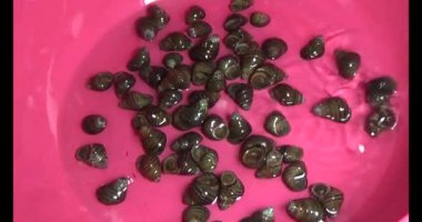 Midyeler ve salyangozlar