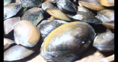 Midyeler ve salyangozlar