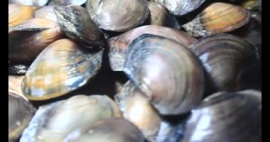 Midyeler ve salyangozlar