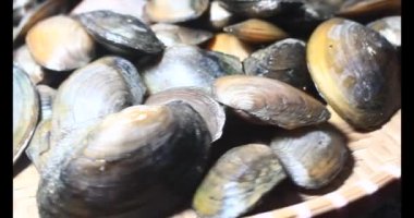 Midyeler ve salyangozlar