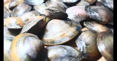 Midyeler ve salyangozlar