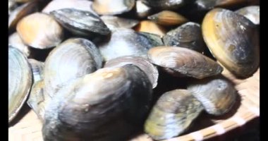 Midyeler ve salyangozlar