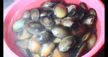 Midyeler ve salyangozlar