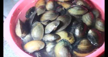 Midyeler ve salyangozlar