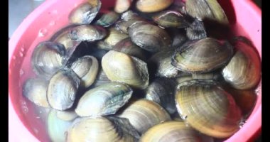 Midyeler ve salyangozlar