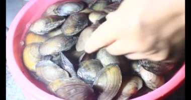 Midyeler ve salyangozlar