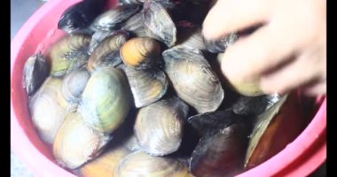 Midyeler ve salyangozlar