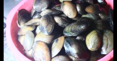 Midyeler ve salyangozlar