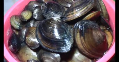 Midyeler ve salyangozlar