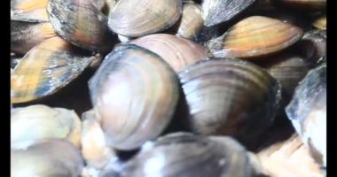 Midyeler ve salyangozlar