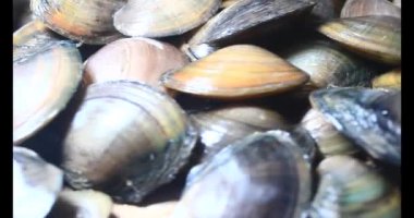 Midyeler ve salyangozlar