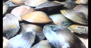 Midyeler ve salyangozlar