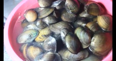 Midyeler ve salyangozlar